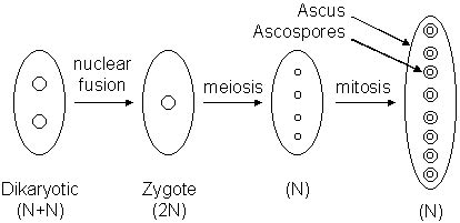 Reading: Fungi | Biology II Laboratory Manual