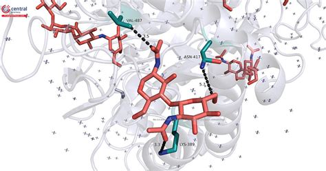 Maltase Một Trong Những Enzym Tiêu Hóa Quan Trọng Của Cơ Thể