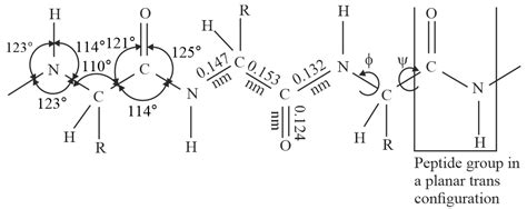 What is a peptide linkage What is the geometry and bond lengths in a ...