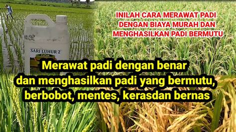 Cara Merawat Padi Untuk Menghasilkan Padi Yang Memuaskan Berkwalitas