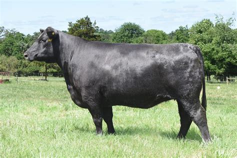 Angus Embryos For Sale Sb10 1407 Sire Buyer