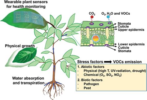 Wearable plant sensors for plant health monitoring under biotic and ...