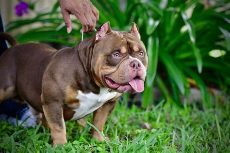 LILAC, CHOCOLATE, BLUE & BLACK TRI COLOR POCKET BULLY PUPPIES ...