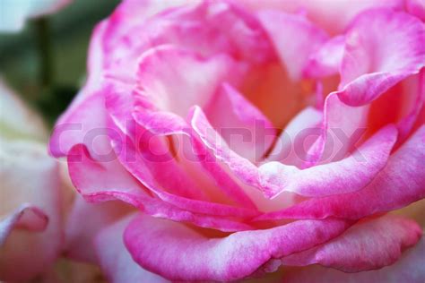 Pink rose close up picture. | Stock image | Colourbox