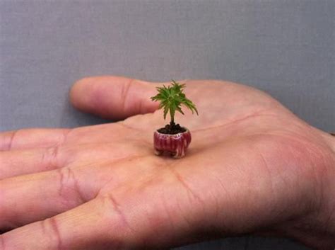 The Dwarf Willow Smallest Tree In The World Bonsai Tree Bonsai