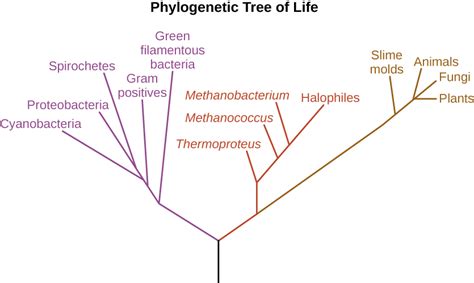 A Systematic Approach · Microbiology