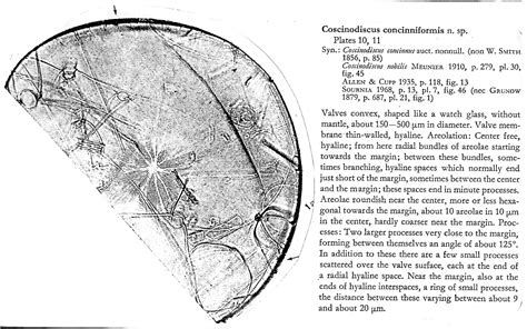 ANSP Diatom New Taxon File