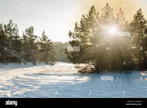 Snowy forest scene Stock Photo - Alamy