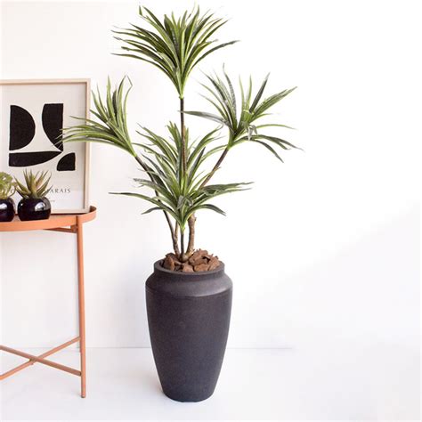 Rvore Dracena Toque Real M No Vaso De Ch O Thai Preto Rvores