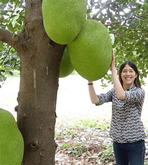 La Fruta Gigante Que Sabe A Cerdo Y Que Es Furor Para La Elaboraci N De