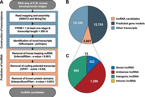 Schematic Pipeline For Identification Of Lncrnas In M Oryzae A