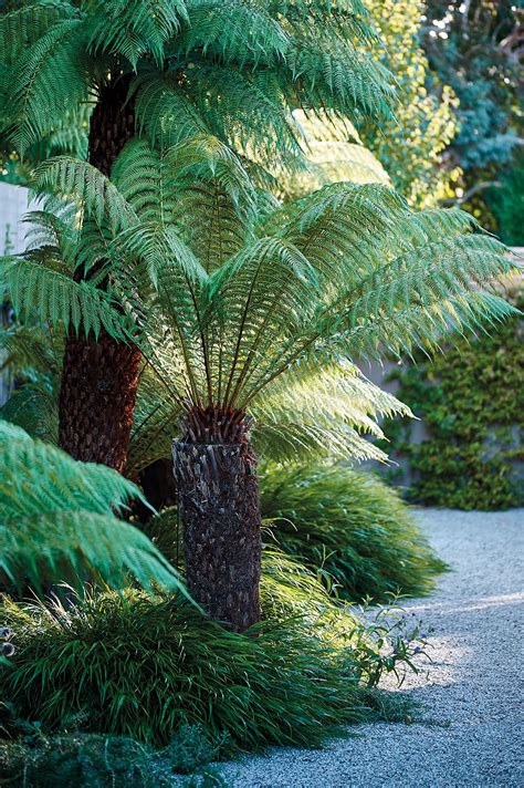 giant tree ferns