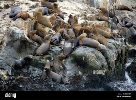 South American Sea Lion Colony Otaria Flavescens Palomino Islands