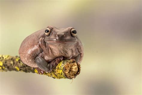 Fat Australian Tree Frog Litoria Caerulea Sitting On A Single Branch