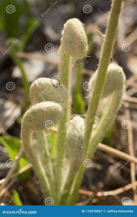 Fiddleheads Of The Cinnamon Fern In Spring Valley Falls Park Stock