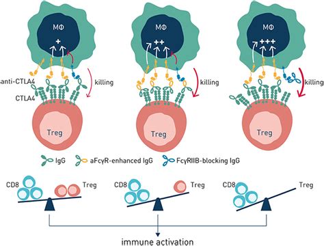 Frontiers Targeting The Antibody Checkpoints To Enhance Cancer