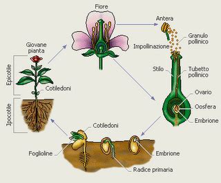 U D La Riproduzione Delle Piante Dal Seme Alla Pianta Artofit