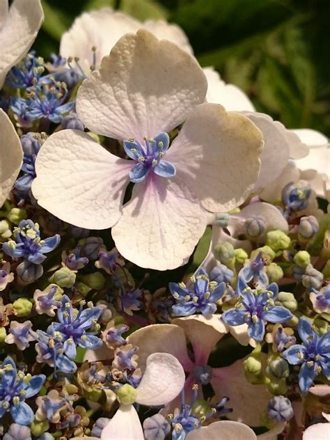 Free Images Blossom White Flower Petal Wild Spring Botany