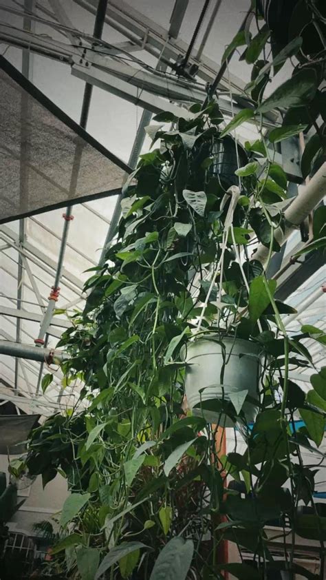 Plant aesthetic | hanging plants | pothos | greenhouse | easy care plants | indoor plants ...