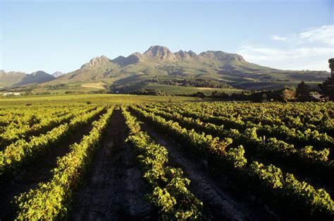 Train, Cape Wine Route, Western Cape - SuperStock