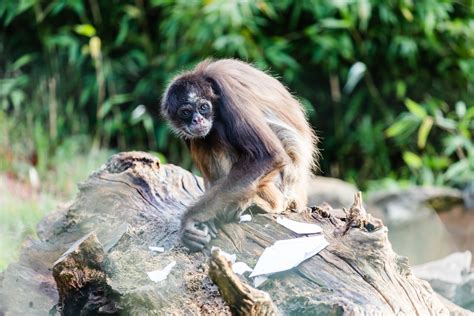 Visit Brown Spider Monkey - A Zoo With Brown Spider Monkey • Paignton Zoo