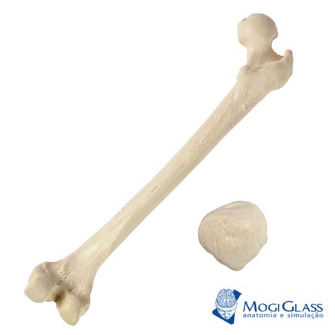 Meio Esqueleto Desarticulado MogiGlass Anatomia e Simulação