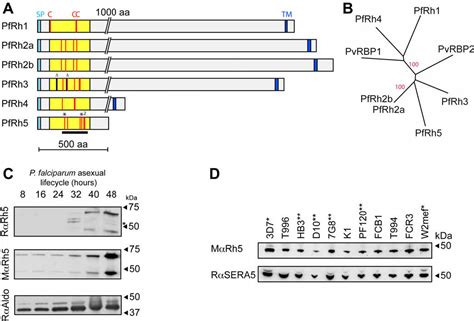 Figure 1 From Reticulocyte Binding Protein Homologue 5 An Essential