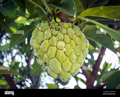 Custard Apple Or Sugar Apple Fruit Annona Squamosa Hanging On The