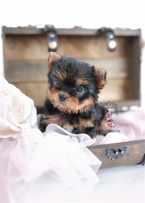 Yorkie Puppy For Sale Teacup Puppies 151 B Teacup Puppies And Boutique