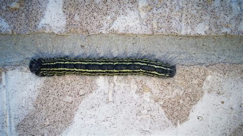 What type of caterpillar has eight full length yellow stripes on a ...