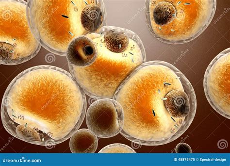 Fat Cells stock illustration. Illustration of cholesterol - 45875475