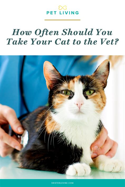 Is Your Cat Going To The Vet As Often As They Should Learn How Often