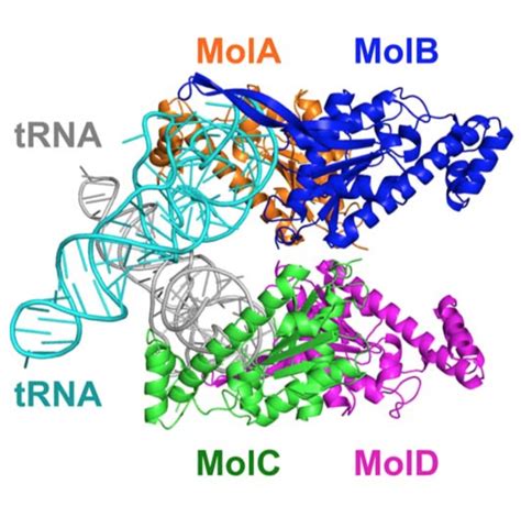 Uncovering The Mystery Of DNA Replication