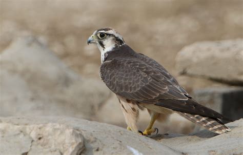 Trauerkraut On Twitter My Today S Birdsofprey Are Lanner Falcons