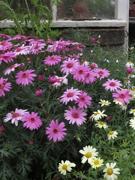 Argyranthemum Pink - Beth Chatto's Plants & Gardens