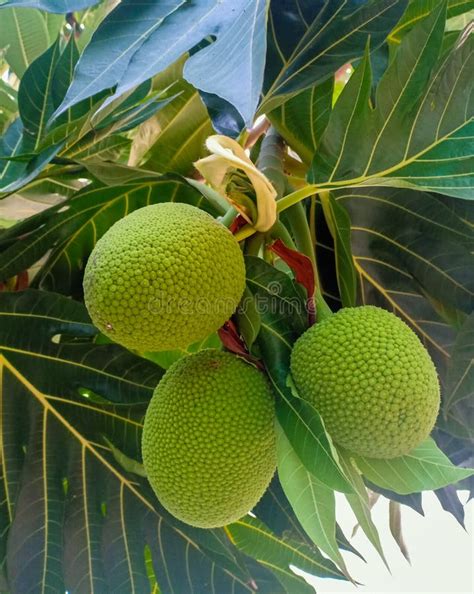 close    green oval breadfruit  leaves botanical