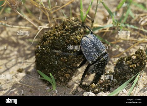 Dung Beetle Adult Rolling Dung Ball Kenya Stock Photo Alamy