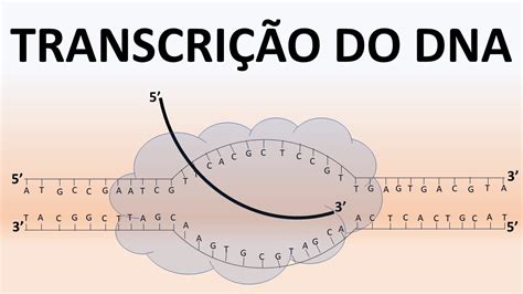 Transcri O Do Dnaaula Express O G Nica Biologia Molecular E