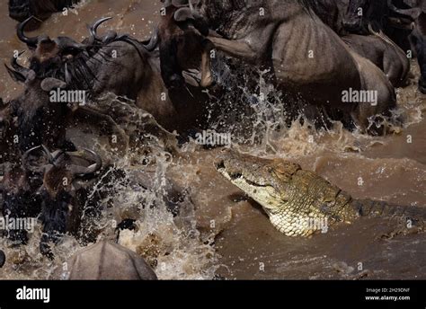 Wildebeest Crossing The Crocodile Infested Mara River In Africa During