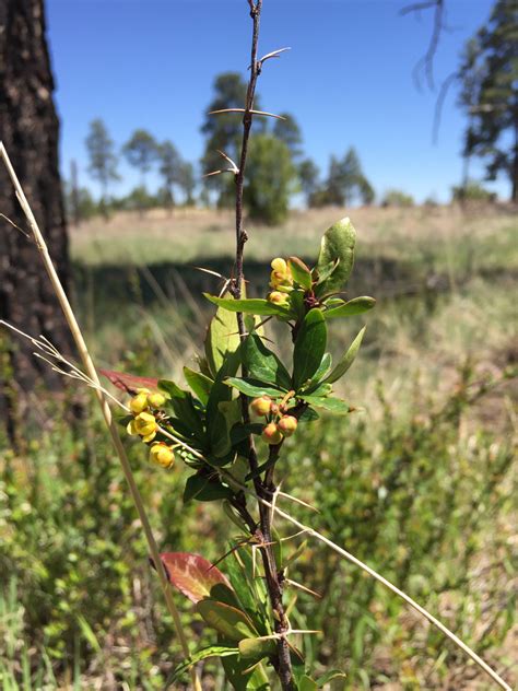 Colorado Barberry Plants Of Lone Mesa State Park INaturalist