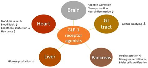 Frontiers The Benefits Of Glp1 Receptors In Cardiovascular Diseases