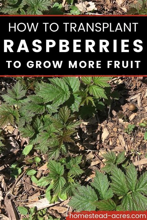 How To Transplant Raspberries To Grow More Fruit Artofit