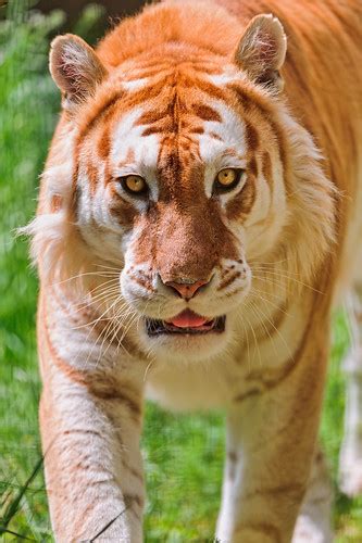 Walking Golden Tiger This Is The Nice Male Golden Tiger Of Flickr