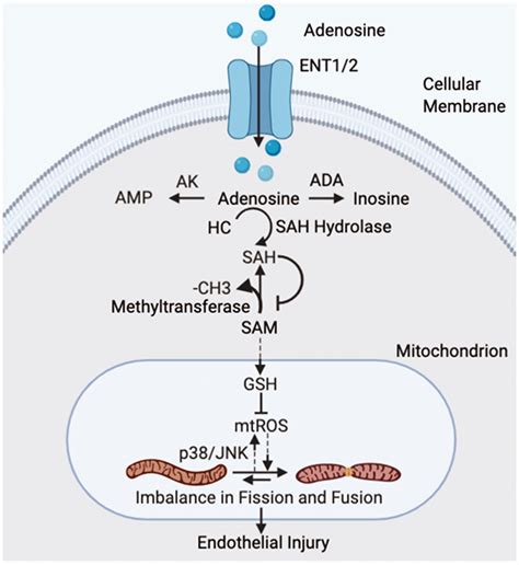 Sustained Adenosine Exposure Causes Endothelial Mitochondrial