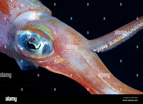 Portrait Of Bigfin Reef Squid Inshore Squid Or Oval Squid