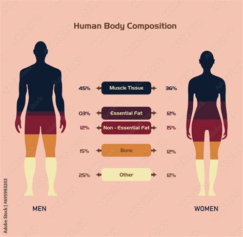 Healthy Male And Female Body Compositionhuman Body Isolated Flat