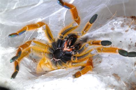 classic obt arachnoboards