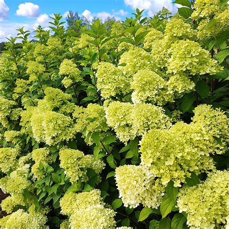 Hydrangea Pan Limelight Hortenzija Lv