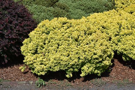 Golden Nugget Japanese Barberry Berberis Thunbergii Golden Nugget