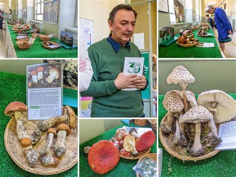 Mostra micologia a Saronno dalla provenienza agli esemplari più rari